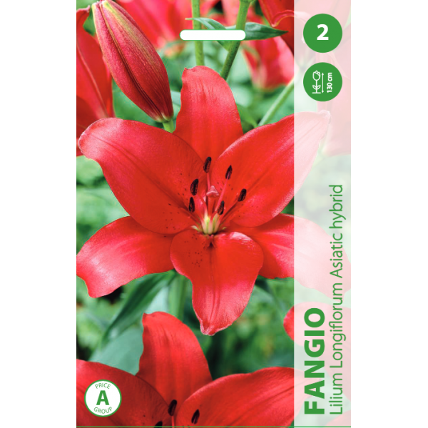 LILIES FANGIO 2PC