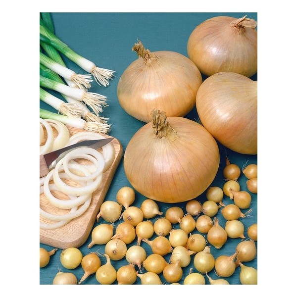 1KG STUTTGARTER RIESEN 21/24 MYÖHÄISET SIPULIN TAIMET