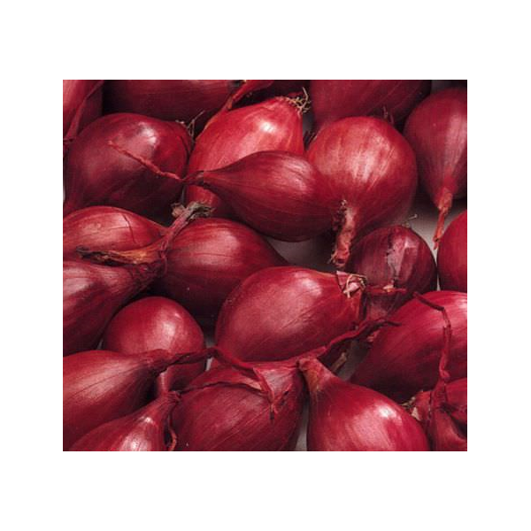 0.5 KG RED KARMEN 14/21 LATE ONION SEEDLINGS