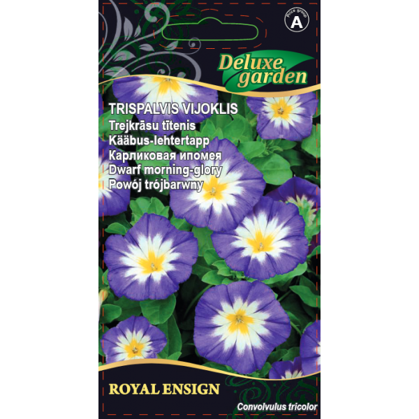 Evolvulus Royal Ensign 1g