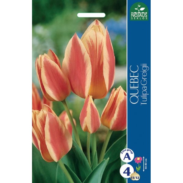 TULPPAANIT QUEBEC