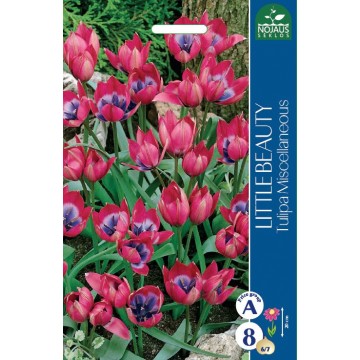 Botanical Tulip Little Beauty