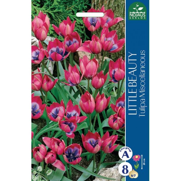 Kääpiötulppaani Little Beauty