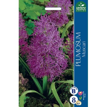 Feather Grape Hyacinth...