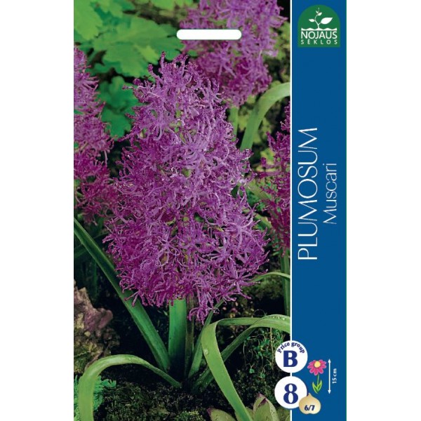 Feather Grape Hyacinth Plumosum