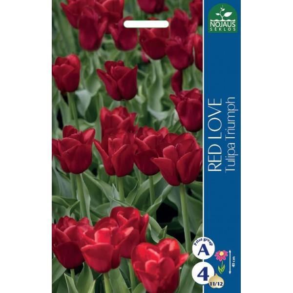 Tulip Red Love