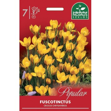 Golden Crocus Fuscotinctus