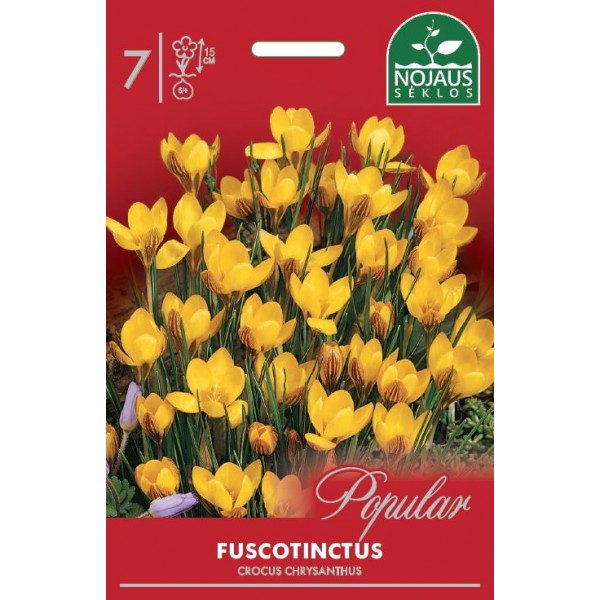 Keltakrookus Fuscotinctus