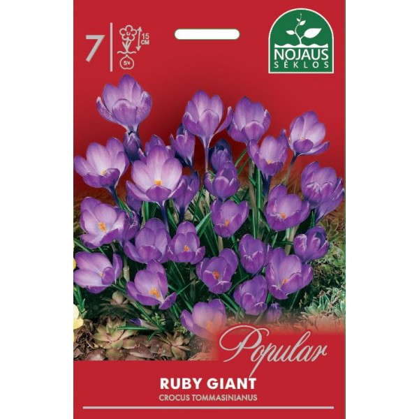 Krookus Ruby Giant