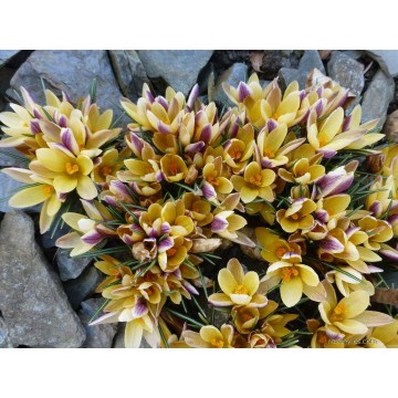 CROCUS ADVANCE 10 pcs.