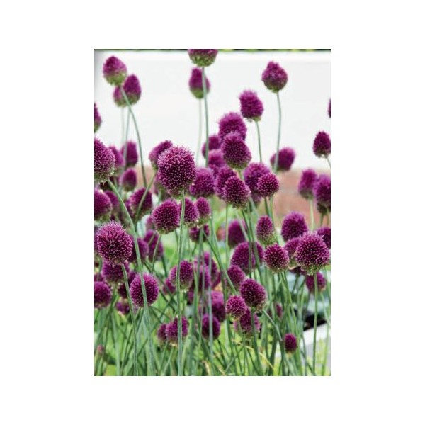 Allium Sphaerocephalon