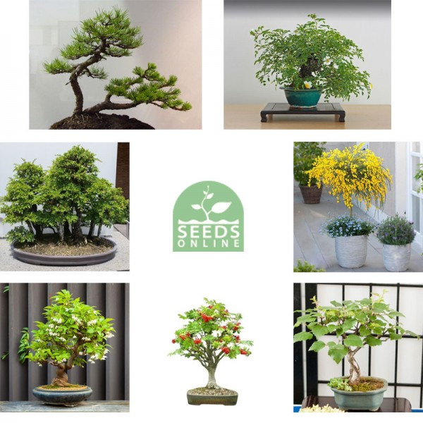 Bonsai Tree siemenpakkaus 7 kpl
