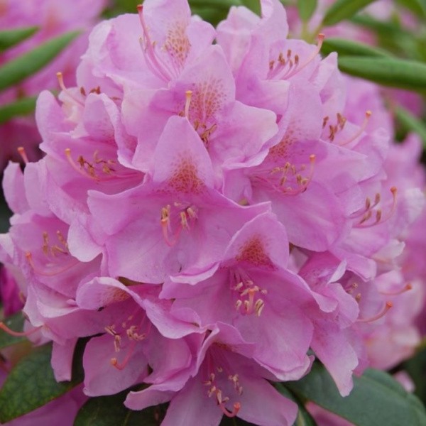 Alppiruusut, Roseum Elegens