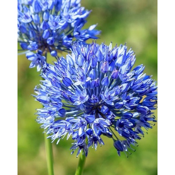 Allium CAERUELUM 7 pcs