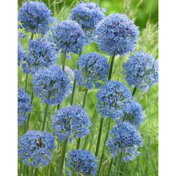 Allium CAERUELUM 7 pcs