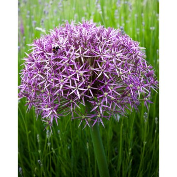 Allium CHRISTOPHII 2 pcs