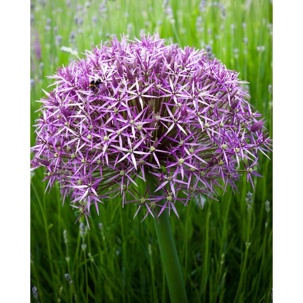 Allium CHRISTOPHII 2 pcs