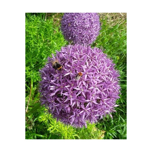 Allium CHRISTOPHII 2 pcs
