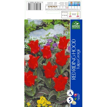 Tulips RED RIDING HOOD...