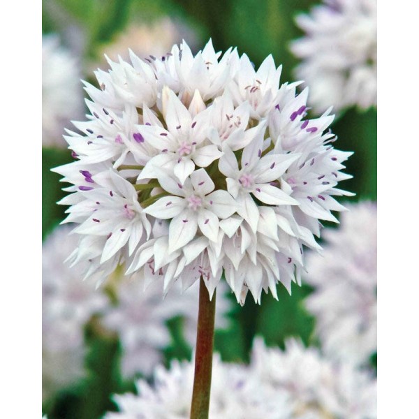 Allium GRACEFULL 8 pcs