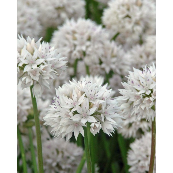 Allium GRACEFULL 8 pcs