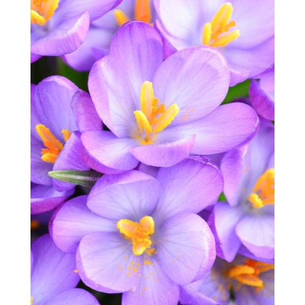 Crocus Barrs Purple 10 pcs