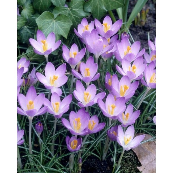 Crocus Barrs Purple 10 pcs