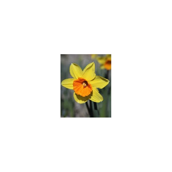 Narcissus LOVEDAY 5 pcs