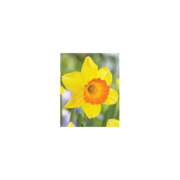 Narcissus LOVEDAY 5 pcs