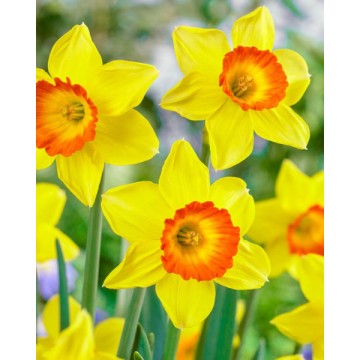 Narcissus LOVEDAY 5 pcs