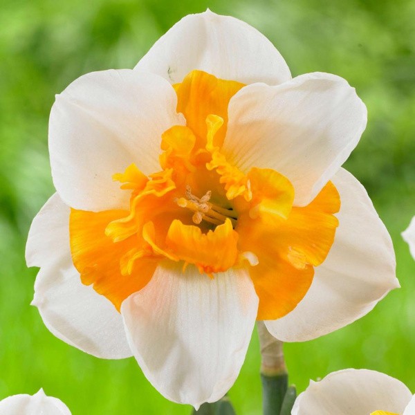 Daffodil Love Call 3 bls