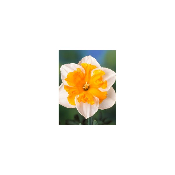 Daffodil Love Call 3 bls