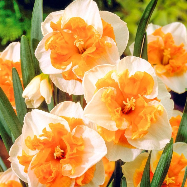 Daffodil Love Call 3 bls