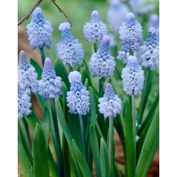 Muscari AZUREUM 10 pcs