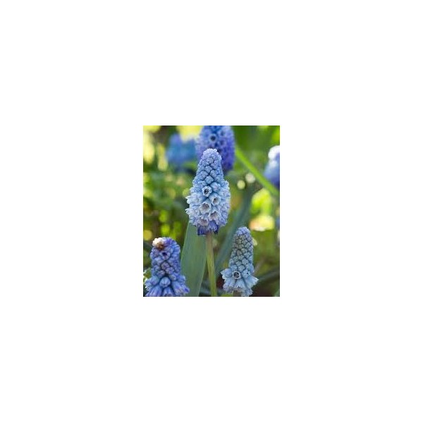 Muscari AZUREUM 10 pcs