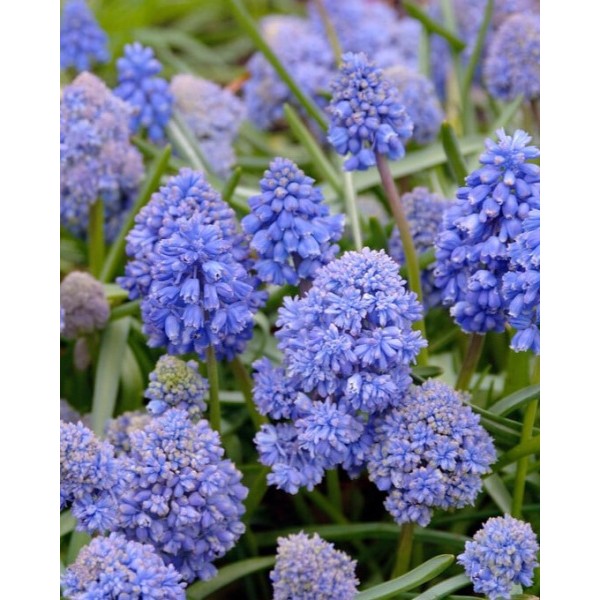 Muscari BLUE SPIKE 10 pcs