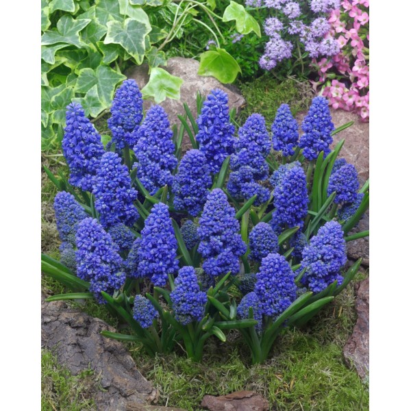 Muscari BLUE SPIKE 10 pcs