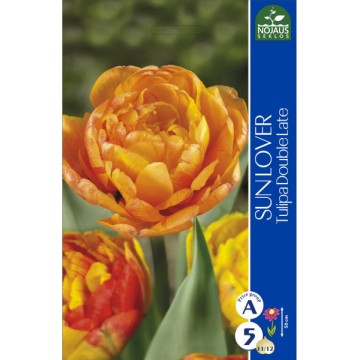 Tulips SUN LOVER (11/12) 4 bls