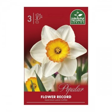 DAFFODIL FLOWER RECORD...