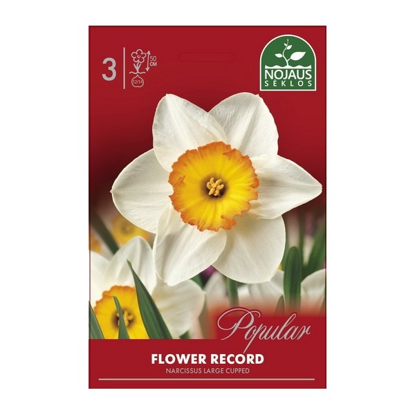 DAFFODIL FLOWER RECORD 12/14 3 pcs