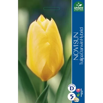 Tulppaanit NOVI SUN (10/11)...