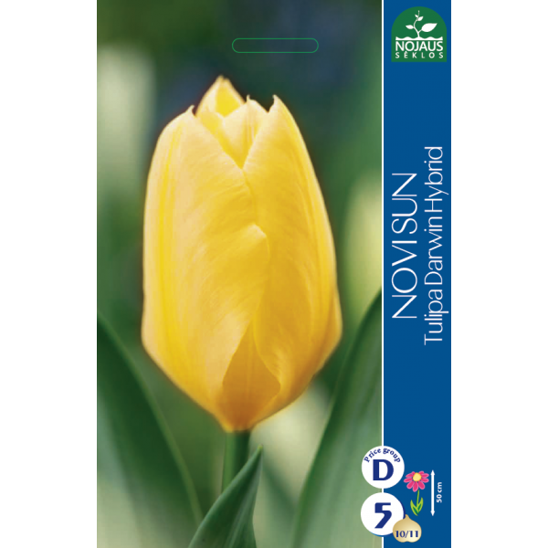 Tulppaanit NOVI SUN (10/11) 5 kpl