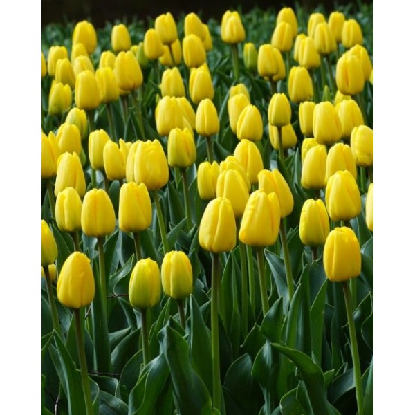 Tulips NOVI SUN (10/11) 5 pcs