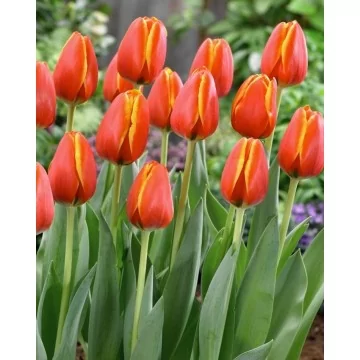 Tulppaanit WORLD`S FRIEND...