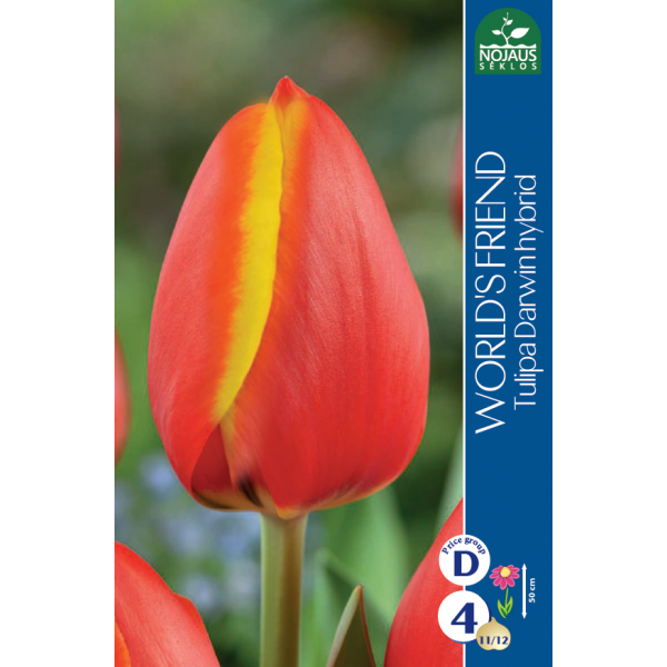 Tulppaanit WORLD`S FRIEND 11/12 4 kpl