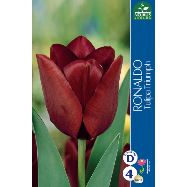 Tulips RONALDO (11/12) 4 pcs