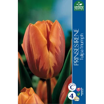 Tulips PRINSES IRENE...