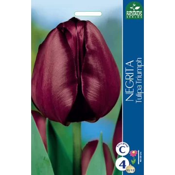 Tulips NEGRITA (11/12) 4 pcs