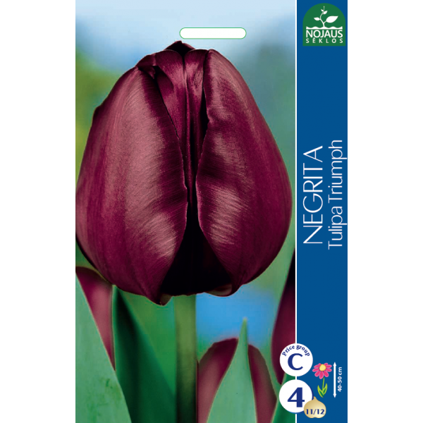 TULPPAANI NEGRITA (11/12) 4 kpl