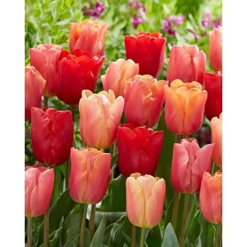 Tulips JIMMY (11/12) 4 pcs